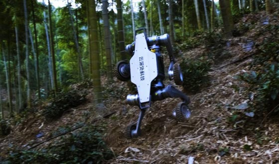 环球国际山猫